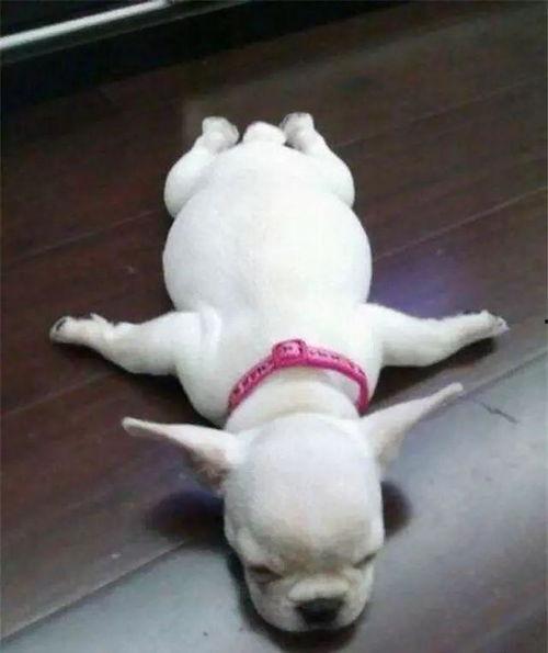 看萌狗最新爆料网站,最新爆料网站带你领略萌宠风采  第3张